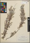 Foto von Salix hindsiana Benth.